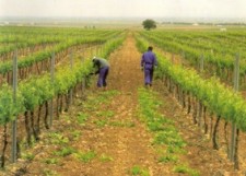 Delgado Brothers organic vineyard, Spain